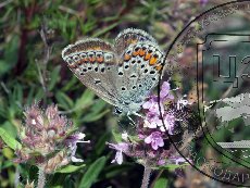 Сефир кубанский 003